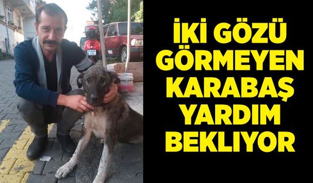 İki gözü görmeyen Karabaş yardım bekliyor