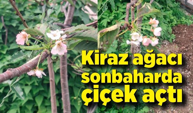 Kastamonu'da Kiraz ağacı sonbaharda çiçek açtı