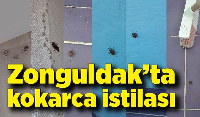 Zonguldak'ta kokarcalar evleri istila etti