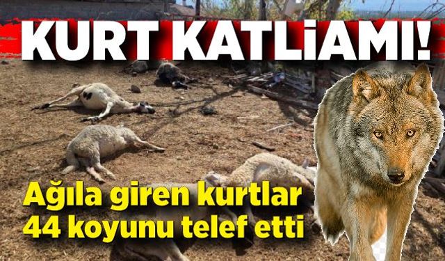 Ağıla giren kurtlar, koyun sürüsünün yarısını telef etti