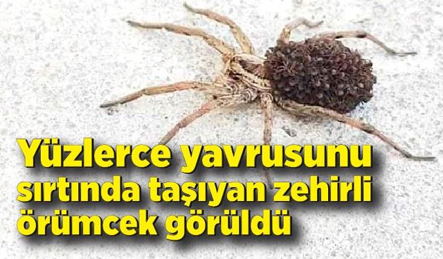 Yüzlerce yavrusunu sırtında taşıyan zehirli örümcek görüldü