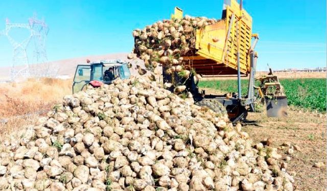 Çiftçi sulama yöntemini değiştirdi, şeker pancarında rekolte arttı