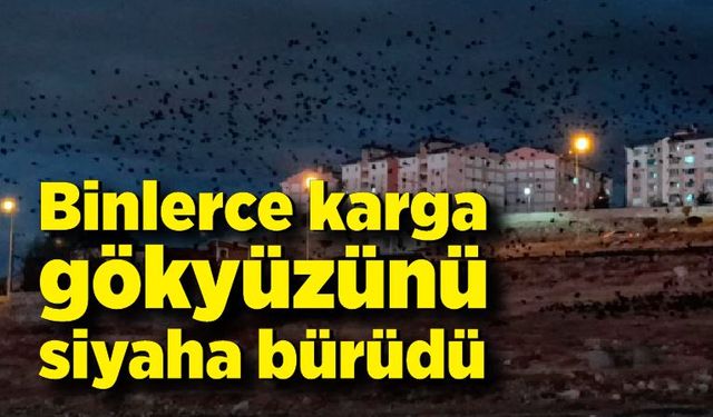 Binlerce karga gökyüzünü siyaha bürüdü