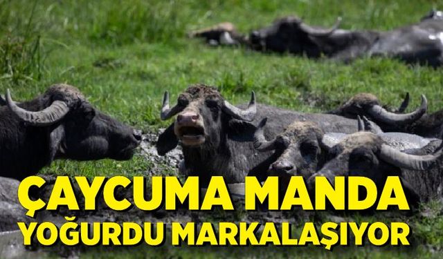 Çaycuma manda yoğurdu markalaşıyor