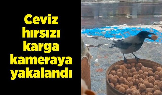 Ceviz hırsızı karga kamerada