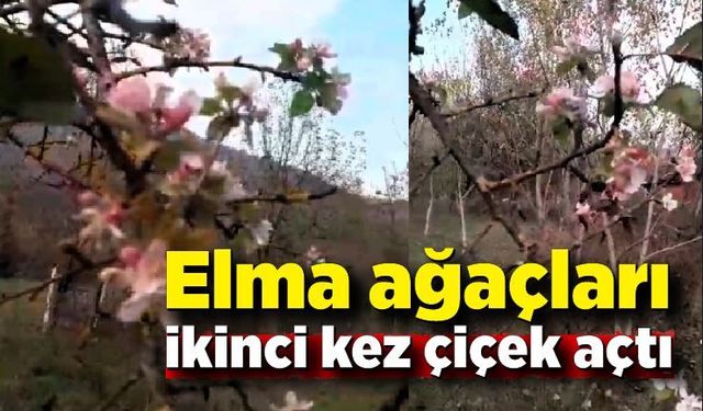 Elma ağacı Kasım ayında ikinci kez çiçek açtı