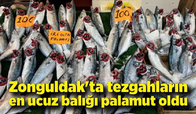 Zonguldak'ta tezgahların en ucuz balığı palamut oldu