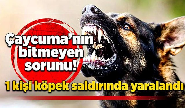 Çaycuma’nın bitmeyen sorunu: 1 kişi köpek saldırında yaralandı