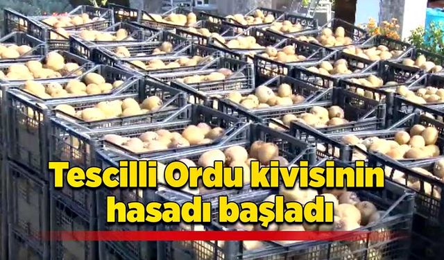 Tescilli Ordu kivisinin hasadı başladı