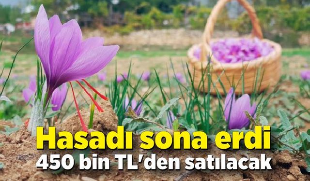 Hasadı sona eren safran 450 bin TL'den satılacak