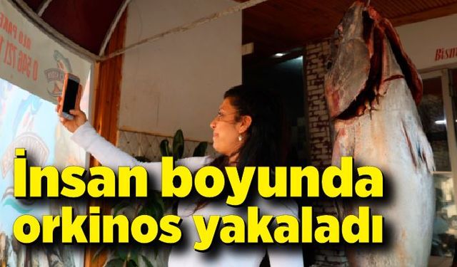 Balıkçı ağına insan boyunda orkinos takıldı