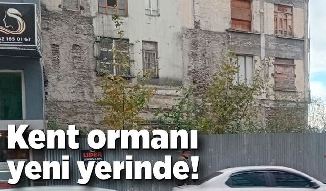 Kent ormanı yeni yerinde!