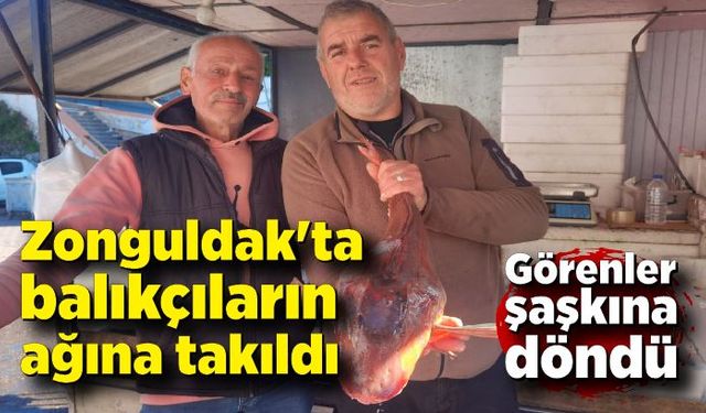 Zonguldak'ta balıkçıların ağına takıldı! Görenler şaşkına döndü