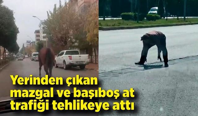 Yerinden çıkan mazgal ve başıboş at trafiği tehlikeye attı