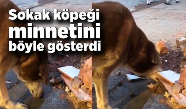 Sokak köpeği minnetini böyle gösterdi