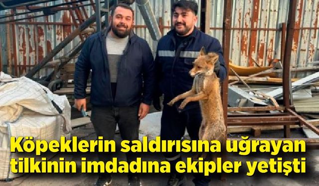 Zonguldak'ta köpeklerin saldırısına uğrayan tilkinin imdadına ekipler yetişti