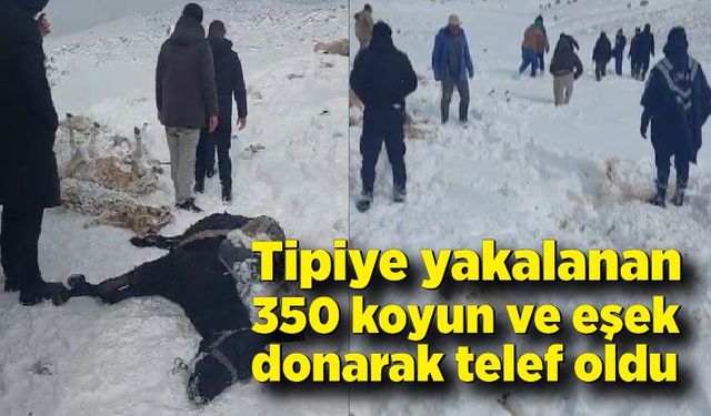 Tipiye yakalanan 350 koyun ve eşek donarak telef oldu