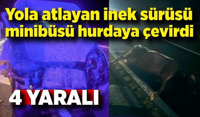 Yola atlayan inekler minibüsü hurdaya çevirdi: 4 yaralı