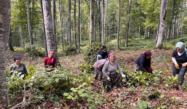 Akçakoca’da ormanda gençleştirme yapıldı