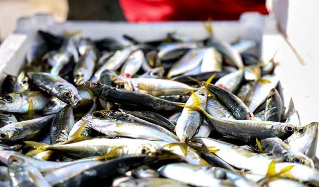 Balık tezgahları yüz güldürüyor: Tezgahlarda barbun ve istavrit bolluğu