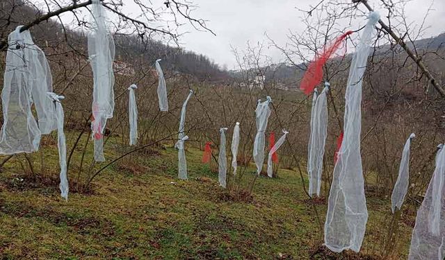 Müslüman çam ağacı süslemez' deyip, fındık bahçesini süsledi