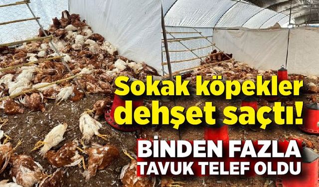 Sokak köpekler dehşet saçtı: Binden fazla tavuk telef oldu