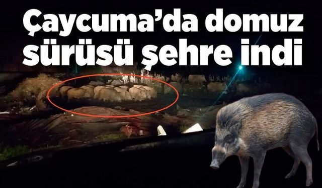 Çaycuma’da domuz sürüsü şehre indi