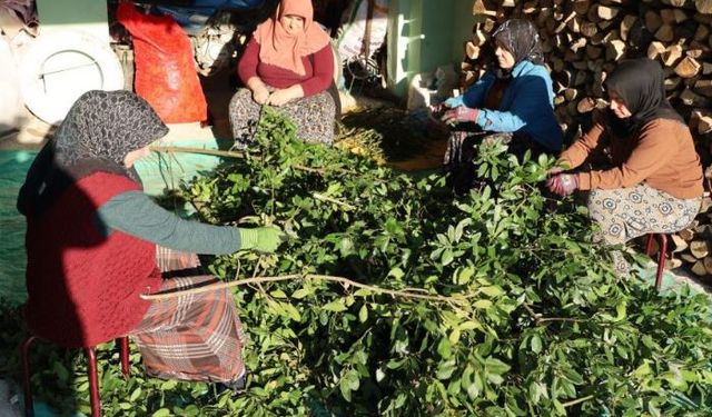 Defne yaprağı kırsal kesimin gelir kapısı oldu