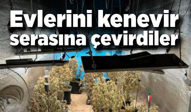 Evlerini kenevir serasına çevirdiler