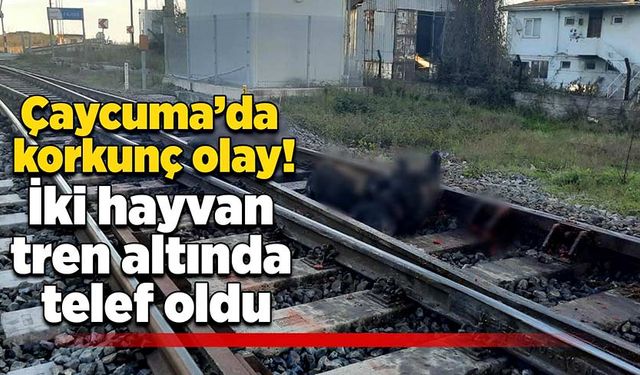 Çaycuma’da korkunç olay! İki hayvan tren altında kaldı