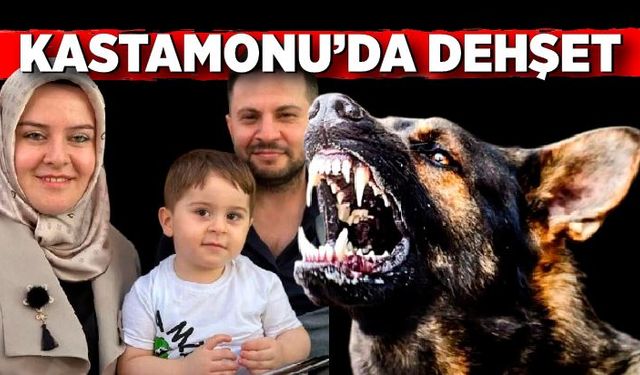 Kastamonu'da dehset! Sokak köpekleri anne ve oğluna saldırdı