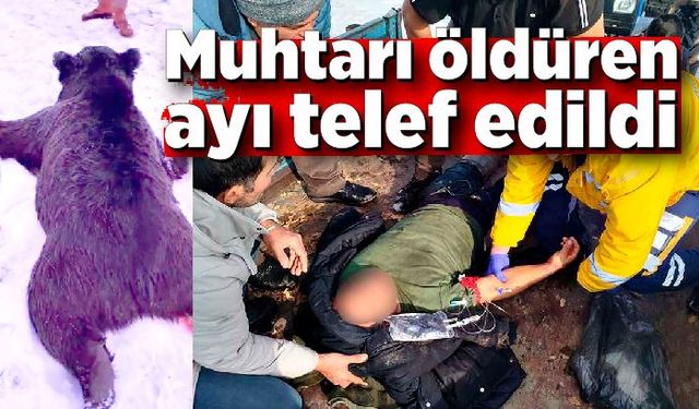 Muhtarın ölümüne neden olan ayı telef edildi