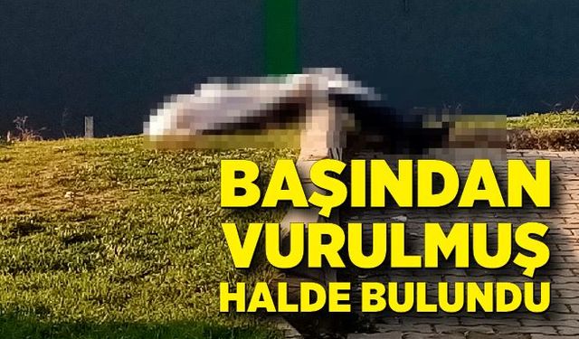 Başından vurulmuş halde bulundu