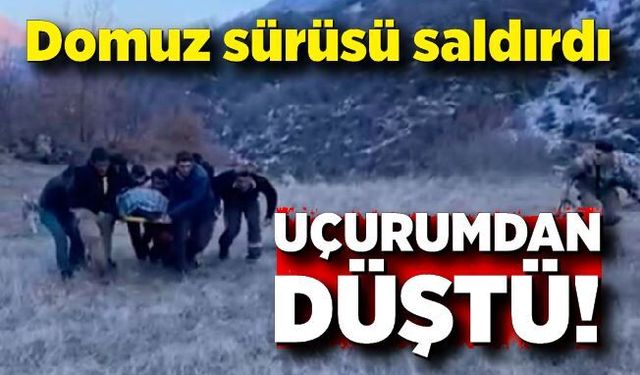 Domuz sürüsü saldırdı, uçurumdan düştü