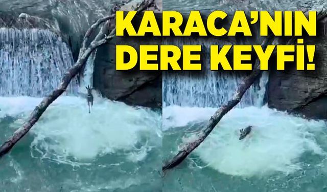 Derede ilerleyen karaca amatör kameraya yansıdı