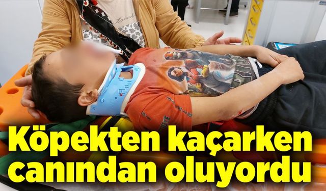 Köpekten kaçarken canından oluyordu