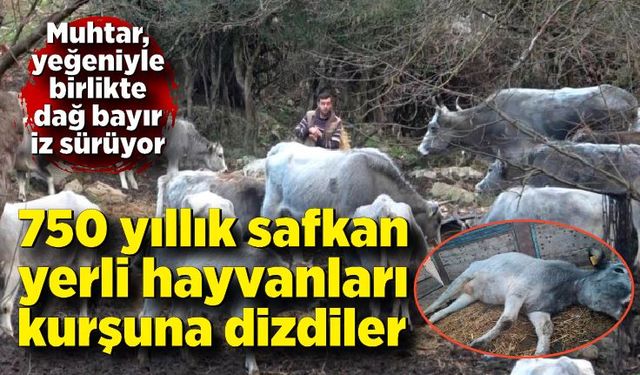 750 yıllık safkan yerli hayvanları kurşuna dizdiler