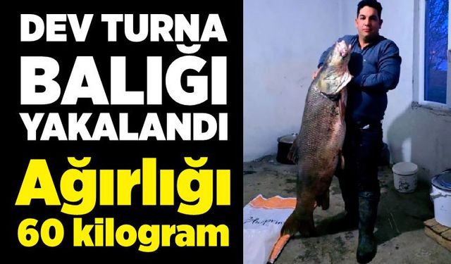 Dev turna balığı yakalandı: Ağırlığı 60 kilogram