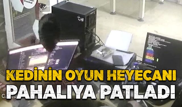 Kedinin oyun heyecanı pahalıya patladı