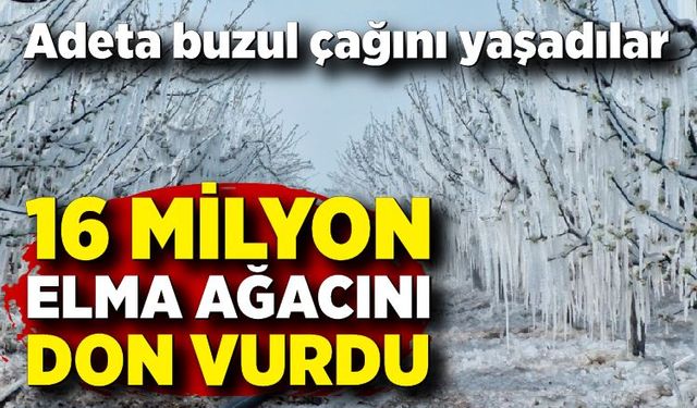 Karaman'da büyük afet! 16 milyon elma ağacını don vurdu