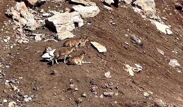 Dağ keçileri güneşli havanın tadını çıkardı