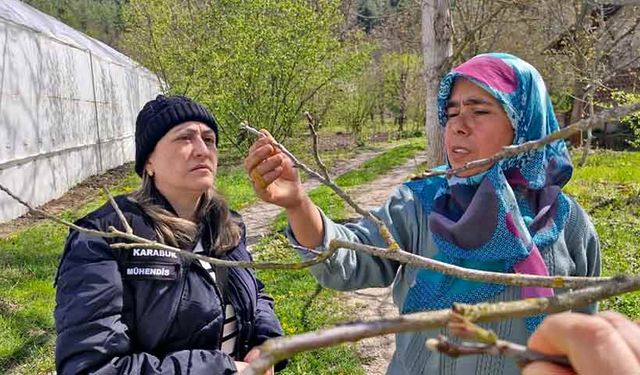 Tarım alanlarında "zarar tespit" incelemesi