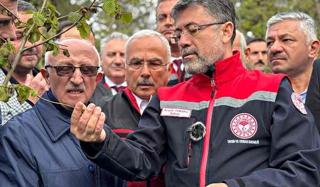 Zirai don nedeniyle zarar gören ağaçlarda gelişigüzel budama yapılmamalı
