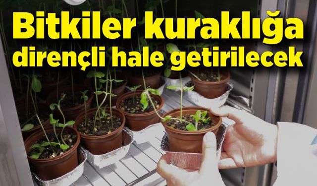 Bitkiler kuraklığa karşı daha dirençli hale getirilecek