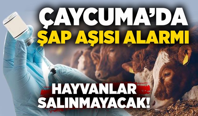 Çaycuma’da şap aşısı alarmı: Hayvanlar salınmayacak!