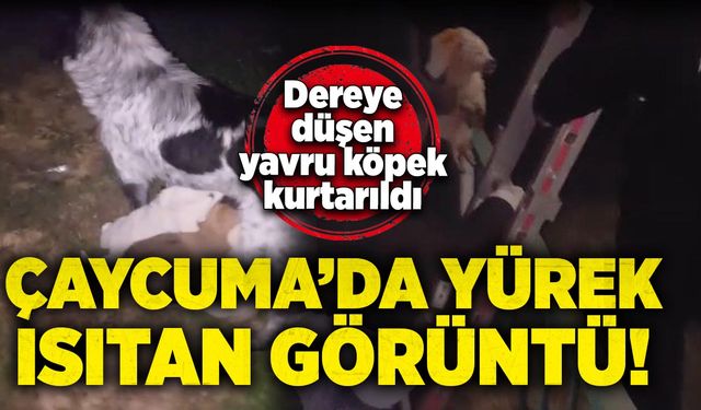 Çaycuma'da yürek ısıtan olay: Dereye düşen yavru köpek kurtarıldı