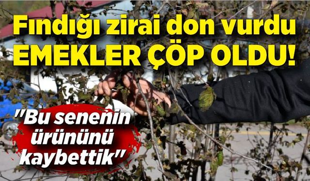 Fındığı zirai don vurdu, emekler çöp oldu