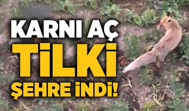 Karnı aç tilki şehre indi!