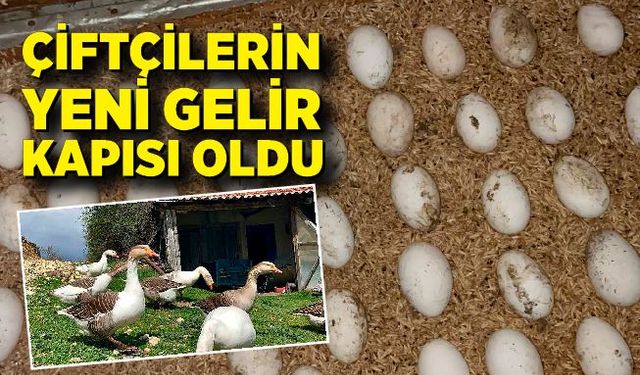 Çiftçilerin gelir kapısı oldu: Kaz yumurtası büyük ilgi görüyor