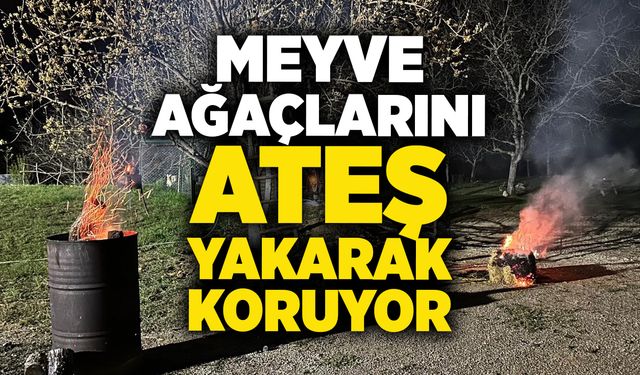 Meyve ağaçlarını ateş yakarak koruyor